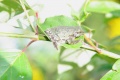 Treefrog.jpg