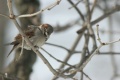 House sparrow1.jpg