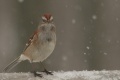 Sparrow8.jpg
