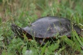 Turtle5.jpg