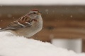 Am tree sparrow3.jpg